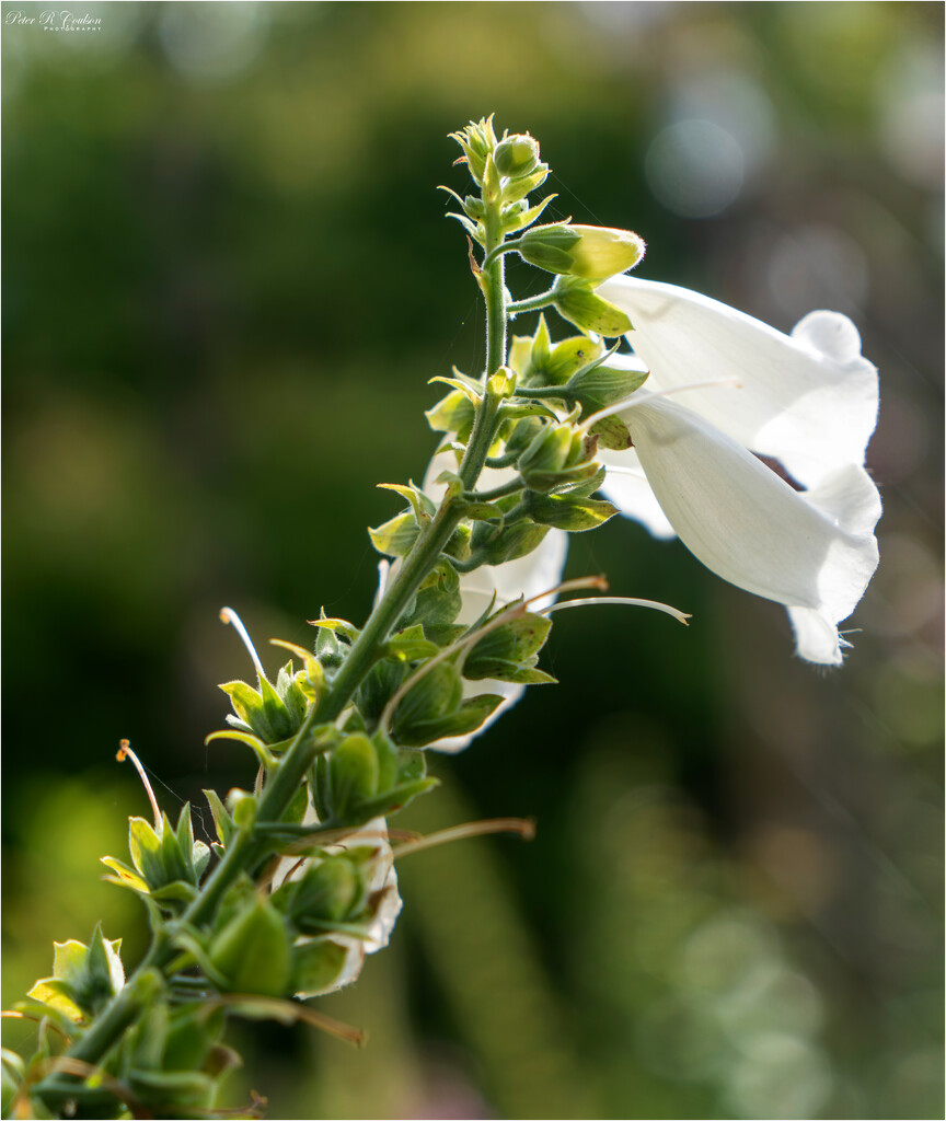 Backlit Foxgloves by pcoulson