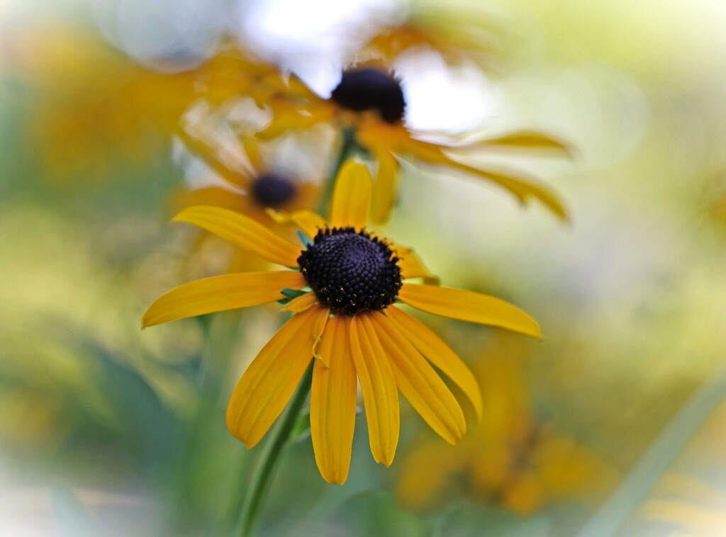 Black Eyed Susan by lynnz