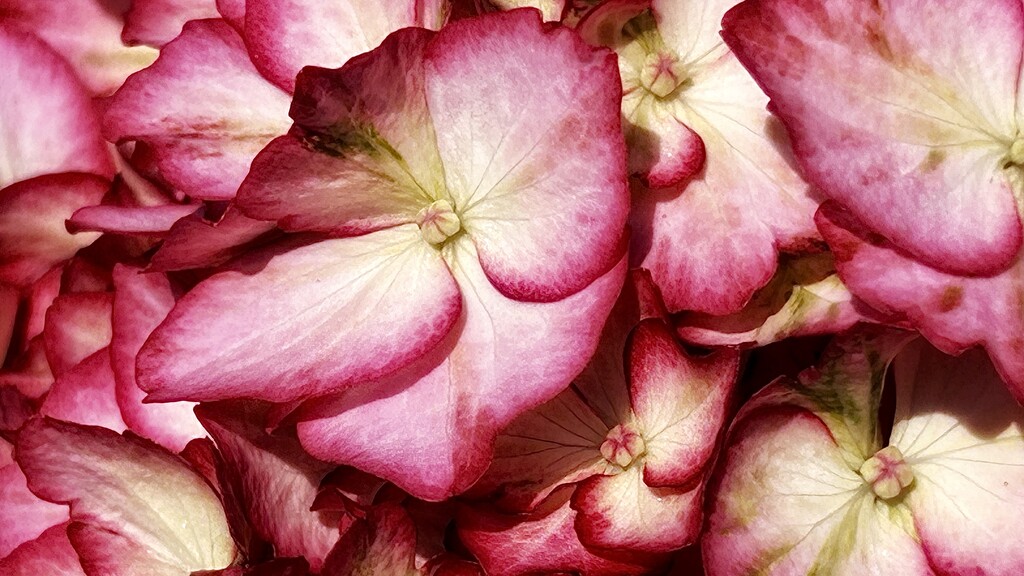 Hydrangea  by carole_sandford