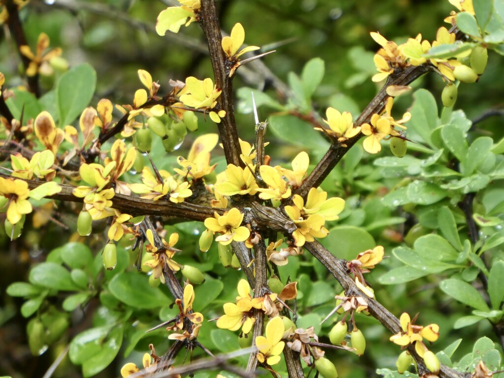 Japanese barberry by mtb24