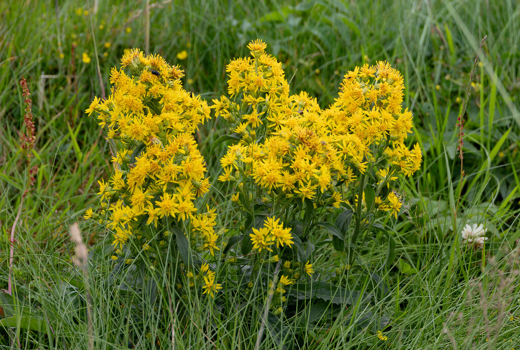 Goldenrod by lifeat60degrees