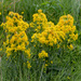 Goldenrod by lifeat60degrees