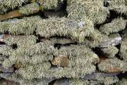 17th Jul 2024 - Lichen