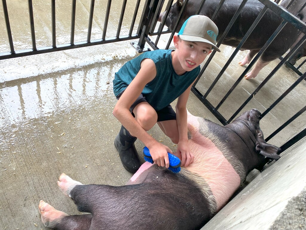 4H pig getting cleaned up by tunia