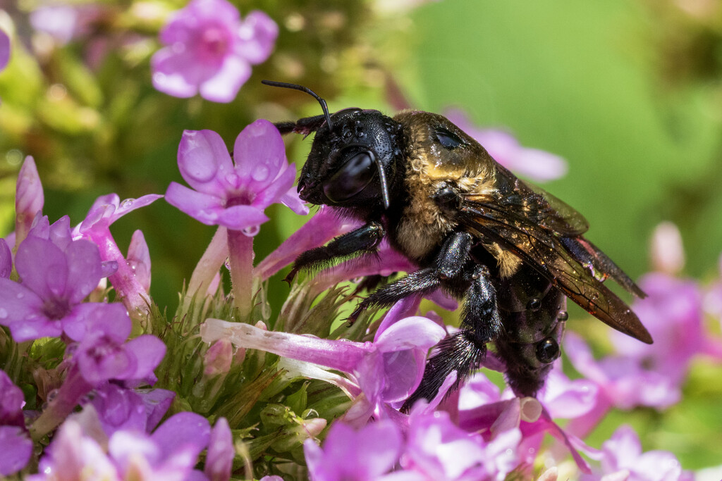 Soggy Bee by kvphoto