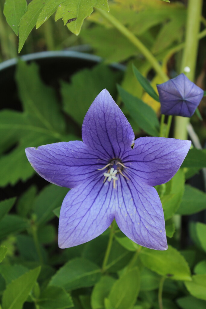 Balloon flower by mltrotter