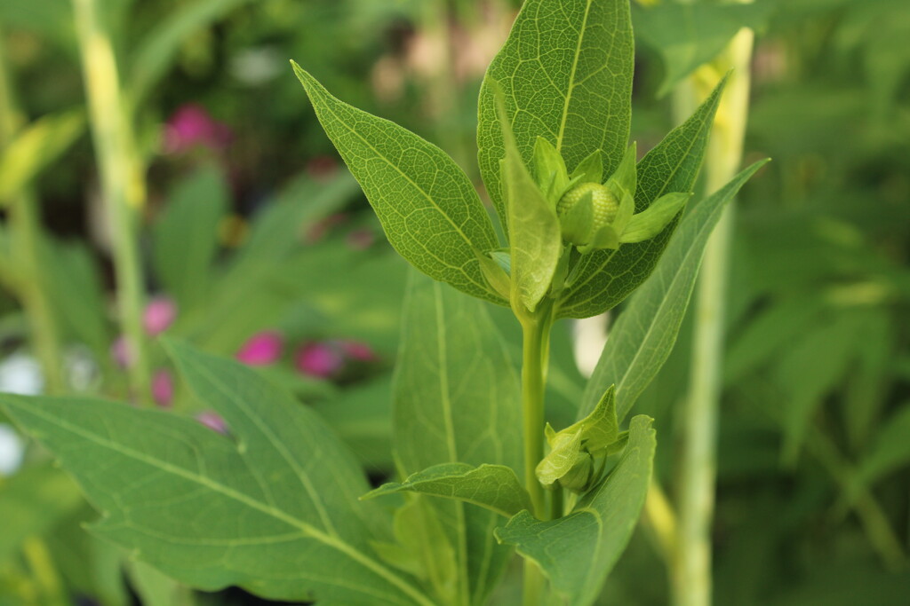 Rudbeckia is about to bloom by mltrotter