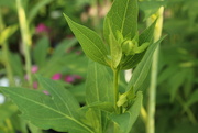 17th Jul 2024 - Rudbeckia is about to bloom