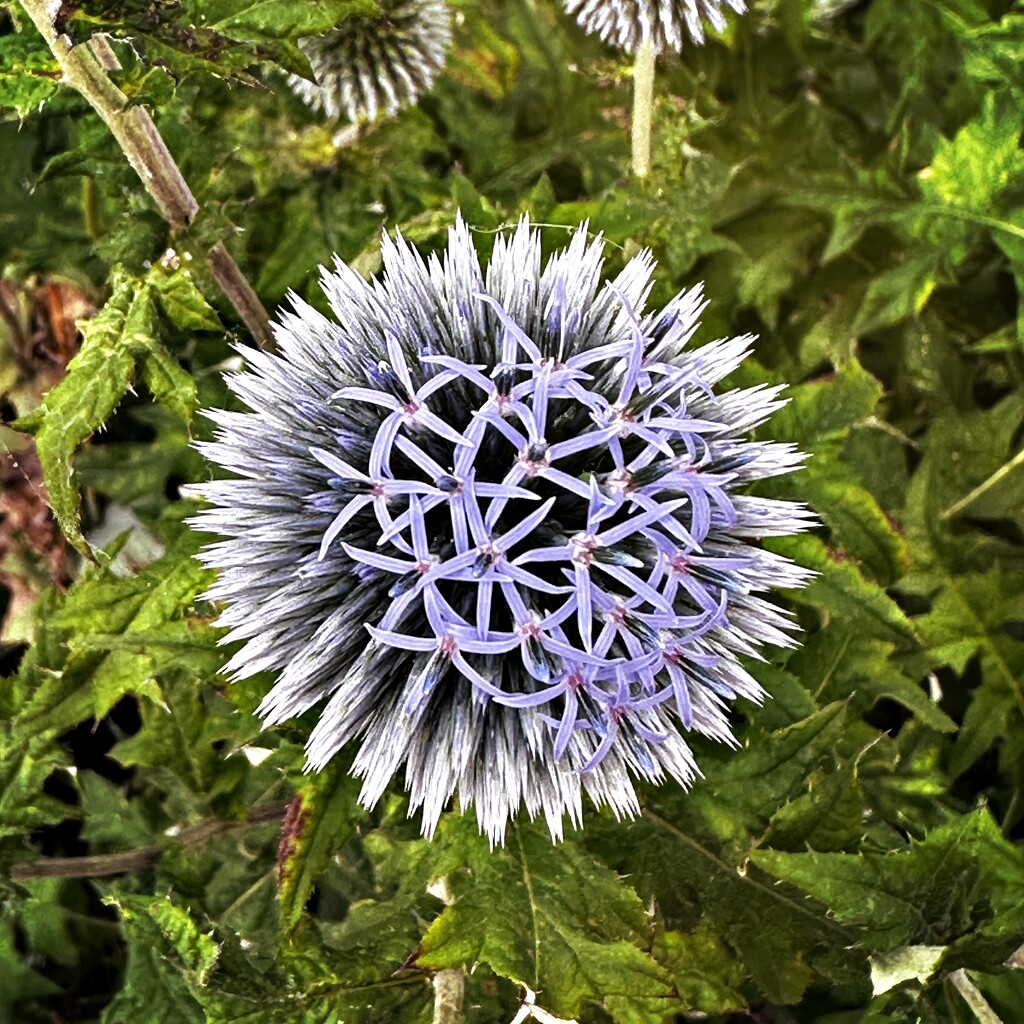 Ball thistle by mastermek