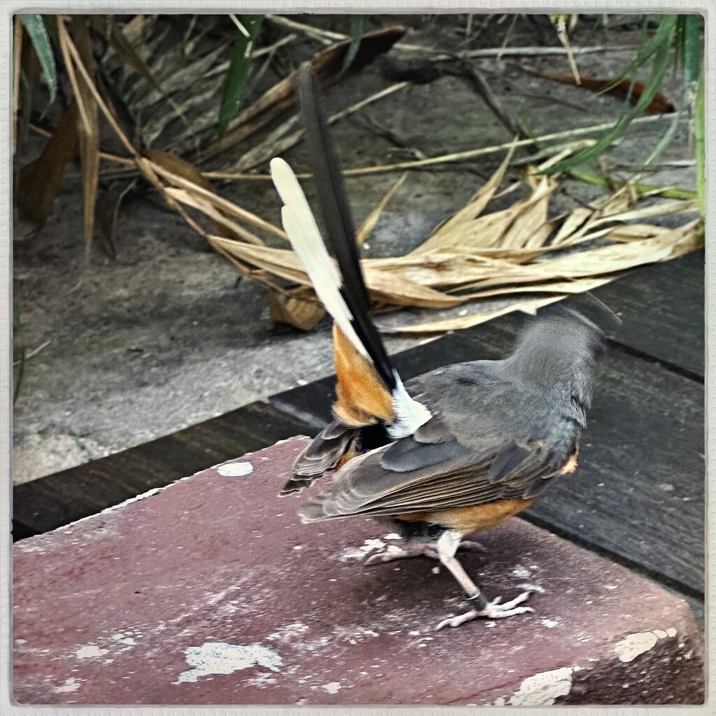 White-Rumped Shama by mastermek