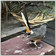 15th Jul 2024 - White-Rumped Shama