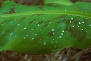 16th Jul 2024 - Banana Leaf