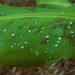 Banana Leaf by photohoot