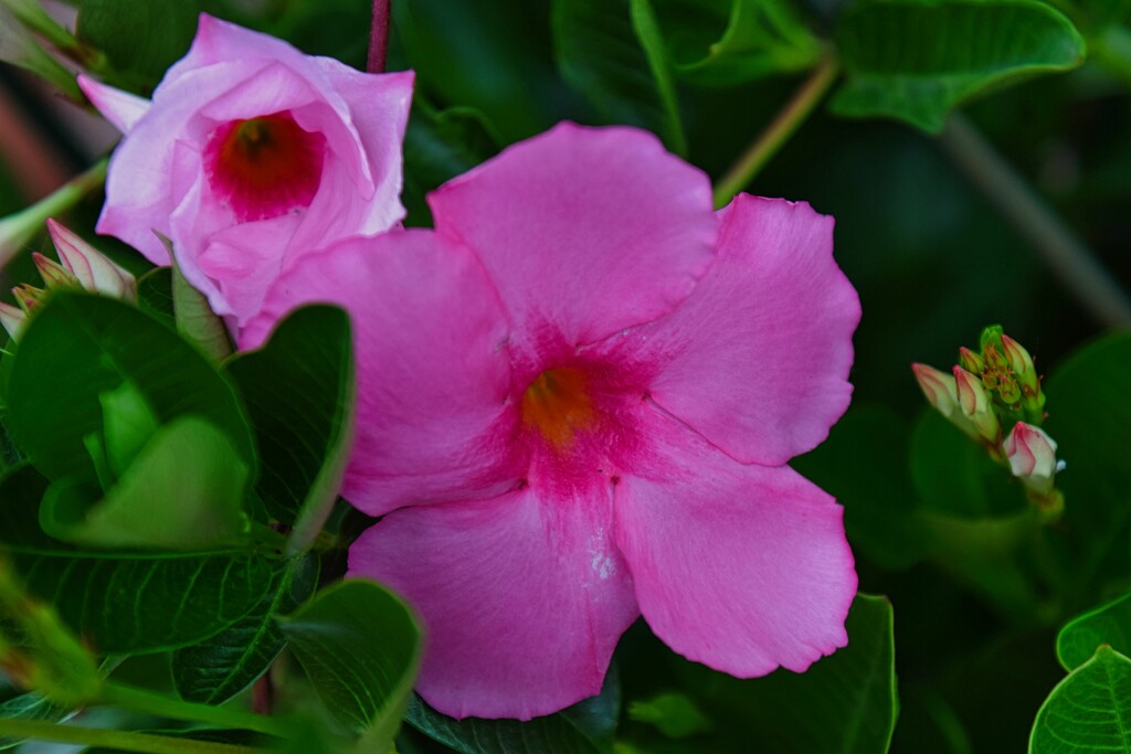 7 15 Pink Mandevilla by sandlily