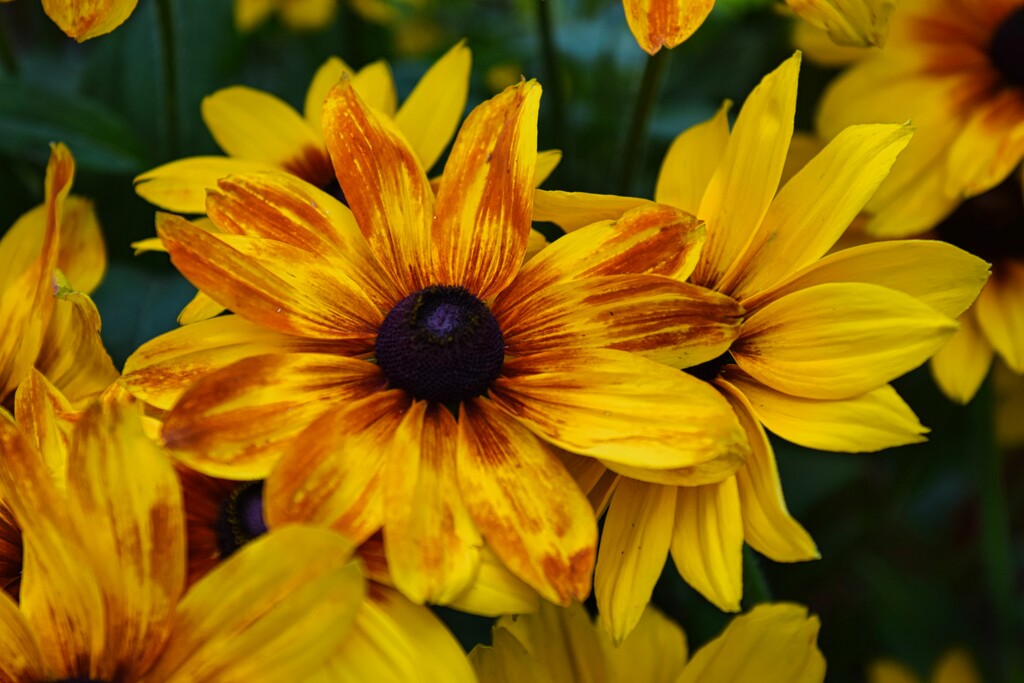 7 15 Rudbeckia with rusty streaks by sandlily