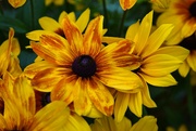 15th Jul 2024 - 7 15 Rudbeckia with rusty streaks