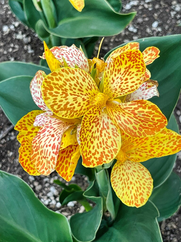 7 15 Canna Generalis Cannova Gold Leopard by sandlily