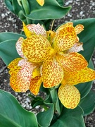 15th Jul 2024 - 7 15 Canna Generalis Cannova Gold Leopard