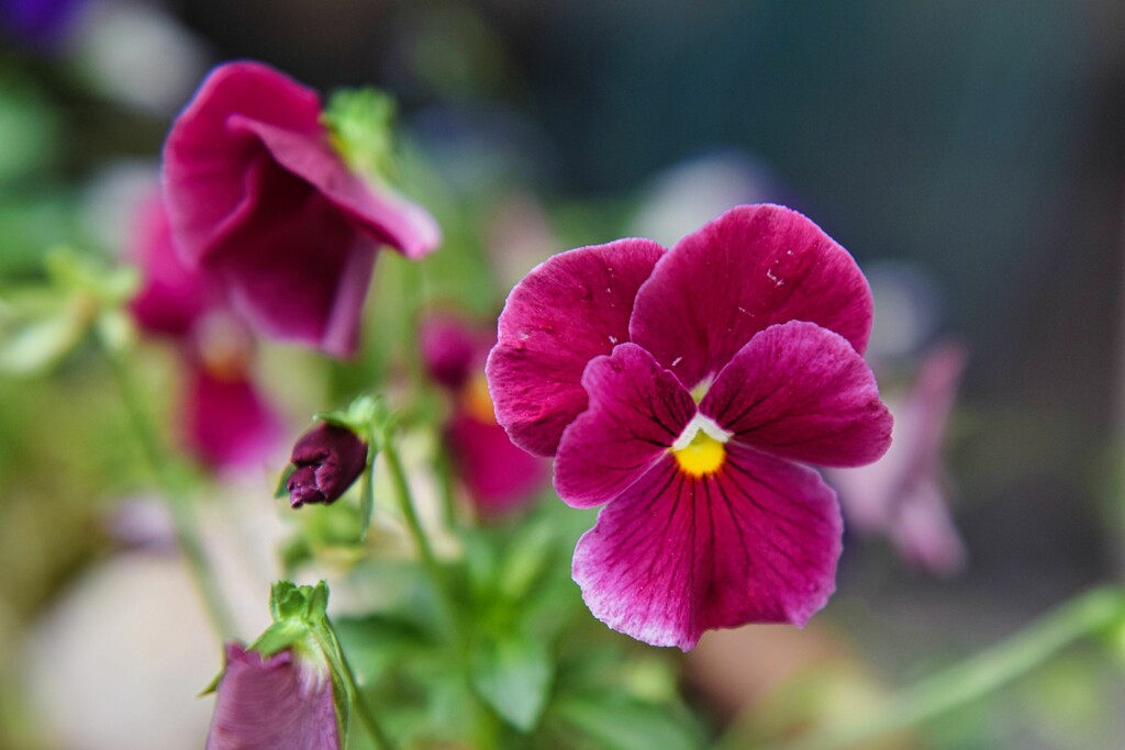 7 16 Magenta Pansies by sandlily