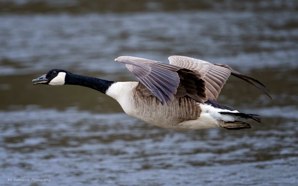 Canadian Goose by photographycrazy