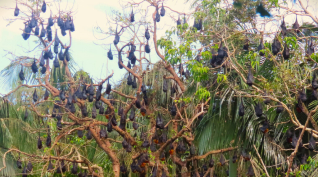 1000's Of Bats At The Duck Pond ~  by happysnaps