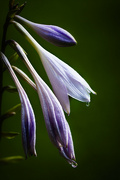 12th Jul 2024 - Hosta Blossom