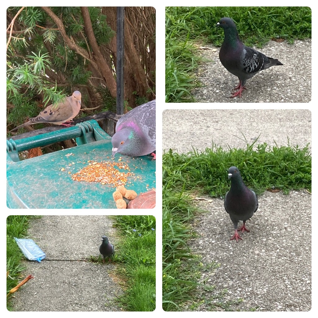 Morning Visitors, with Newspaper by spanishliz