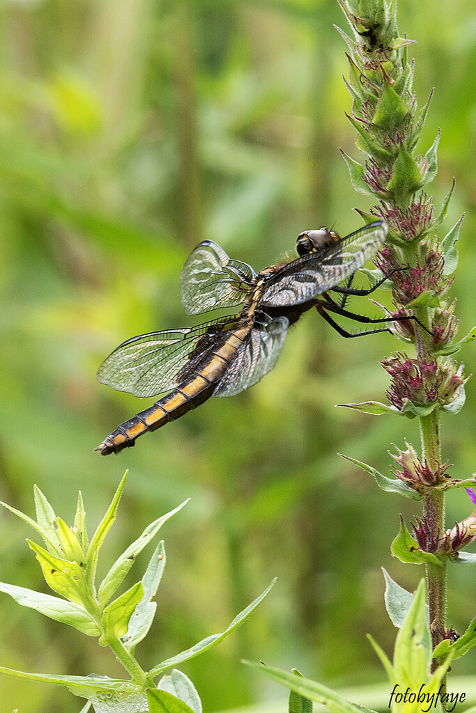 The dragonfly  by fayefaye