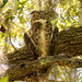 Great Horned Owl! by rickster549