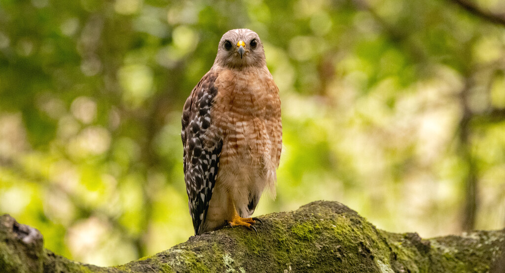 Red Shouldered Hawk! by rickster549