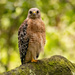 Red Shouldered Hawk! by rickster549