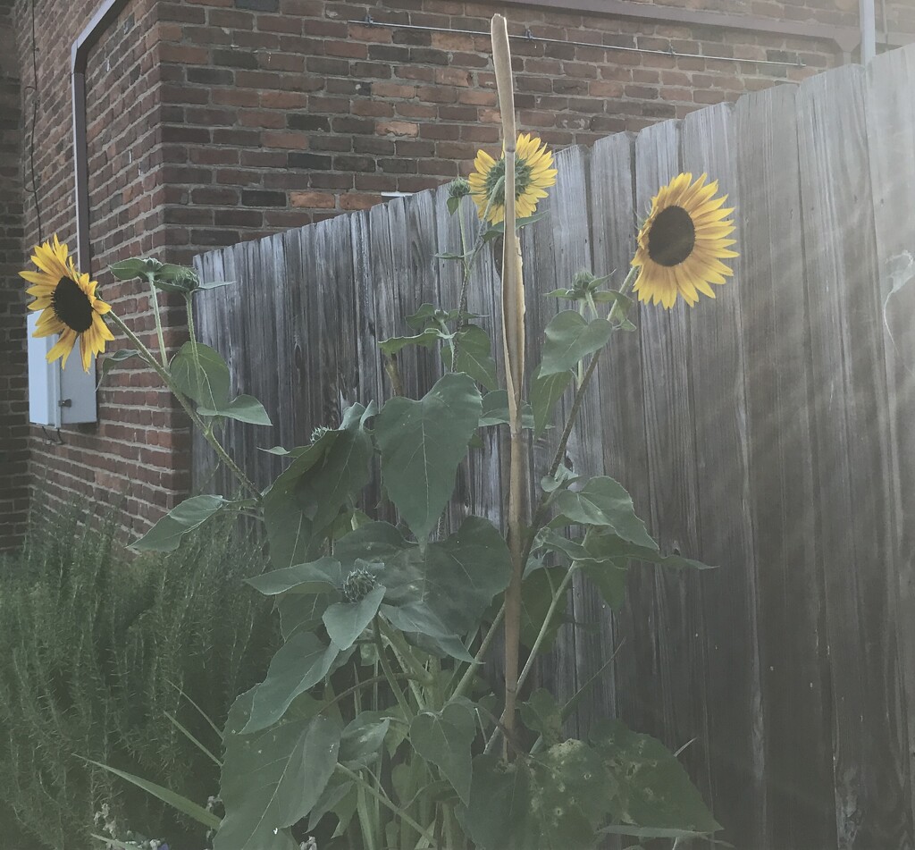 Sunflowers in the Sun by allie912