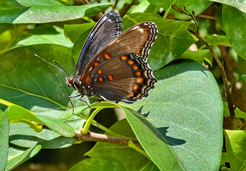 Red-spotted purple… by amyk