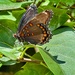 Red-spotted purple… by amyk