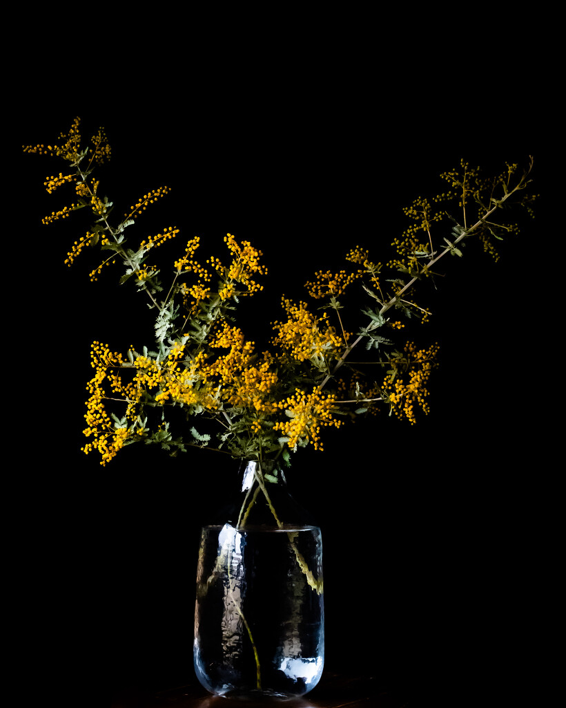 Wattle flowers by nannasgotitgoingon