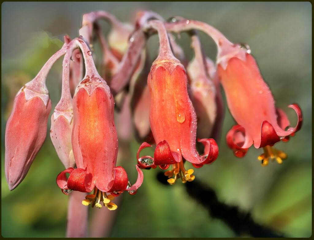 It is still raining, by ludwigsdiana