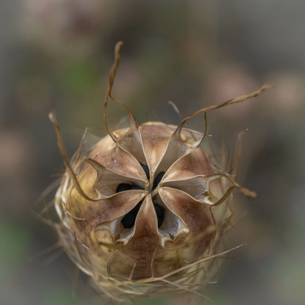 Nigella damascena seed capsule by haskar