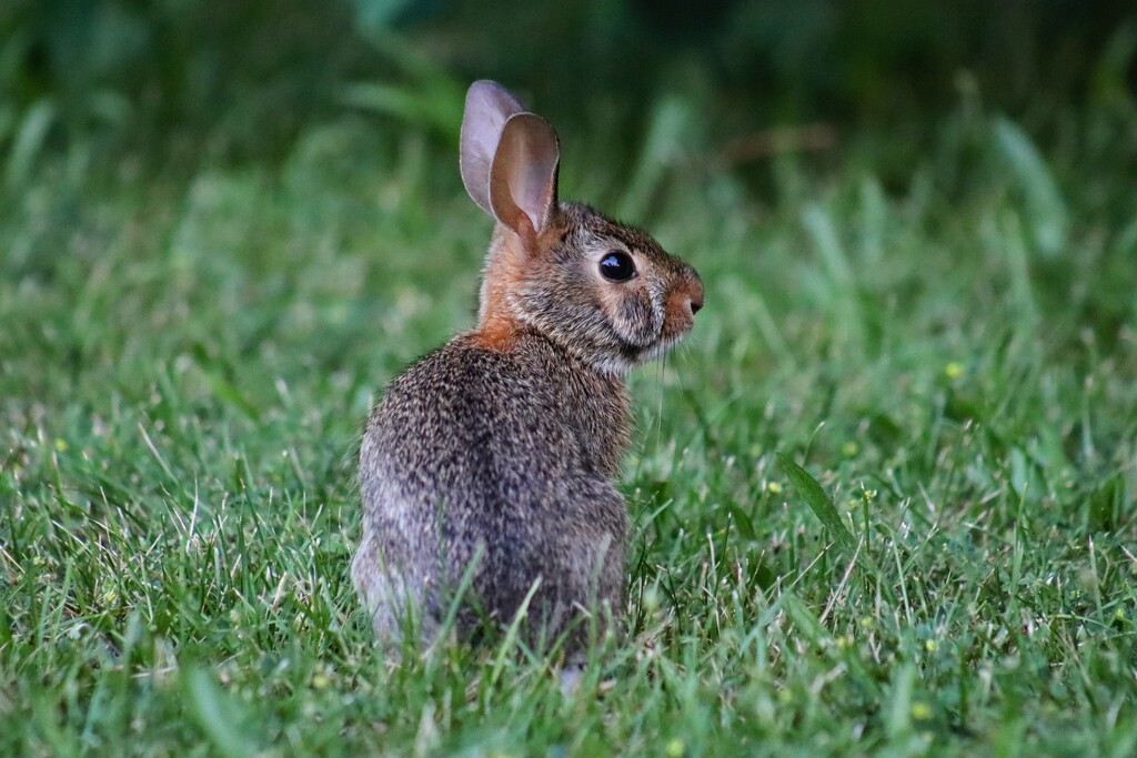 Baby Bunny by princessicajessica