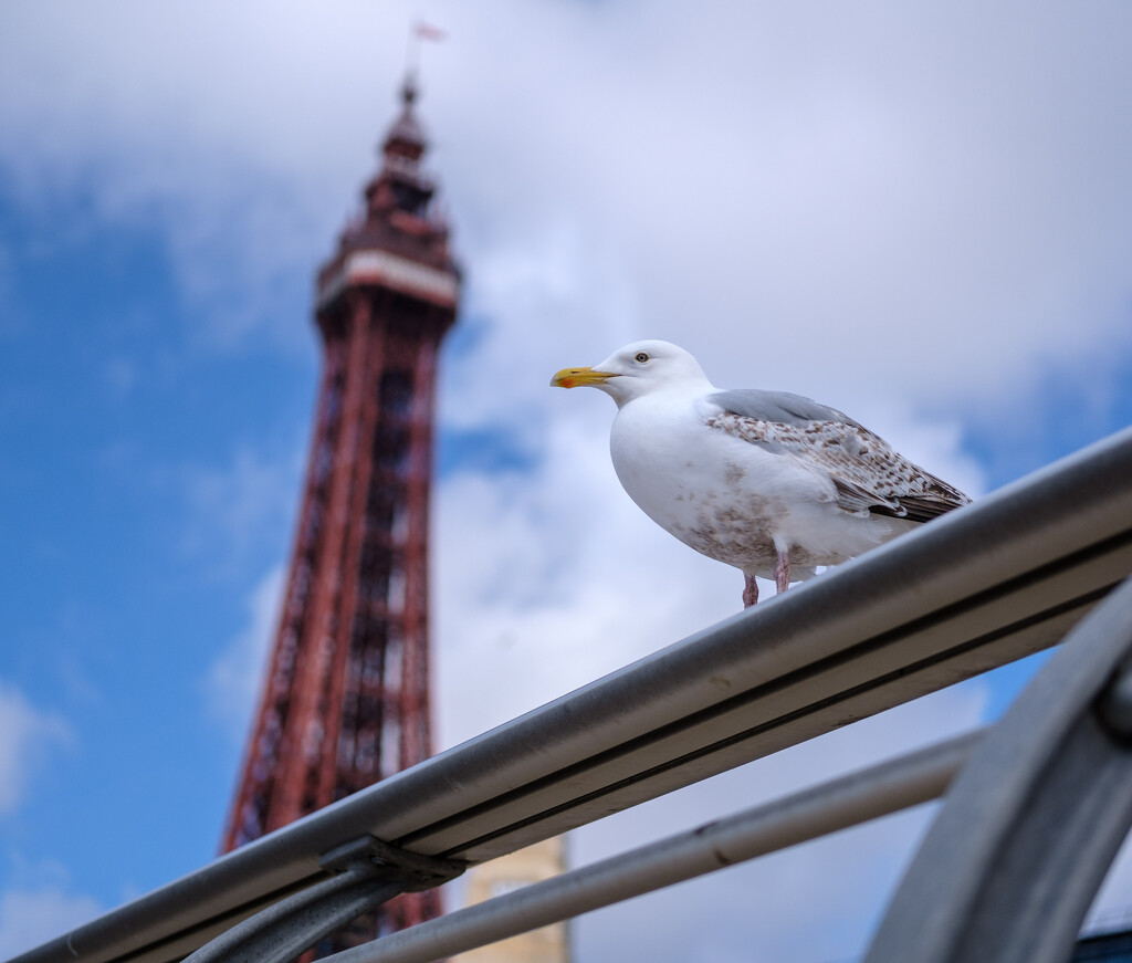 Holiday in Blackpool by 365nick