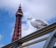 17th Jun 2024 - Holiday in Blackpool