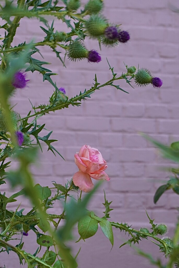 A lonely rose between the thorns… by beverley365