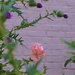 A lonely rose between the thorns… by beverley365