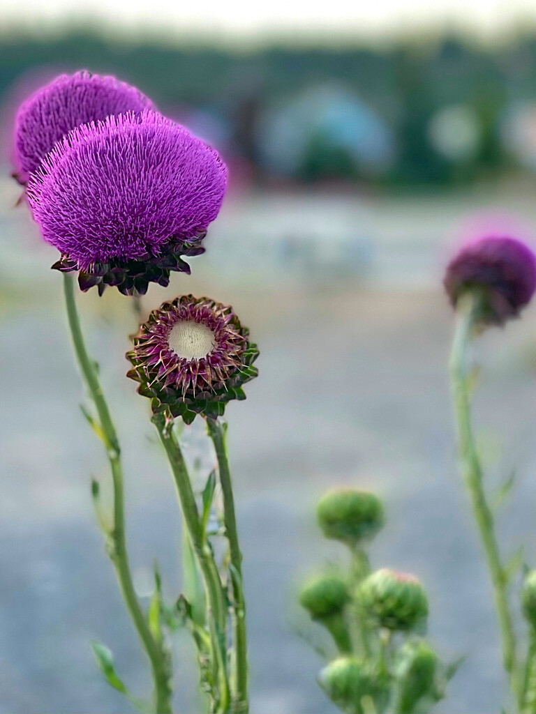 And Breathe Out Flowers by gardenfolk