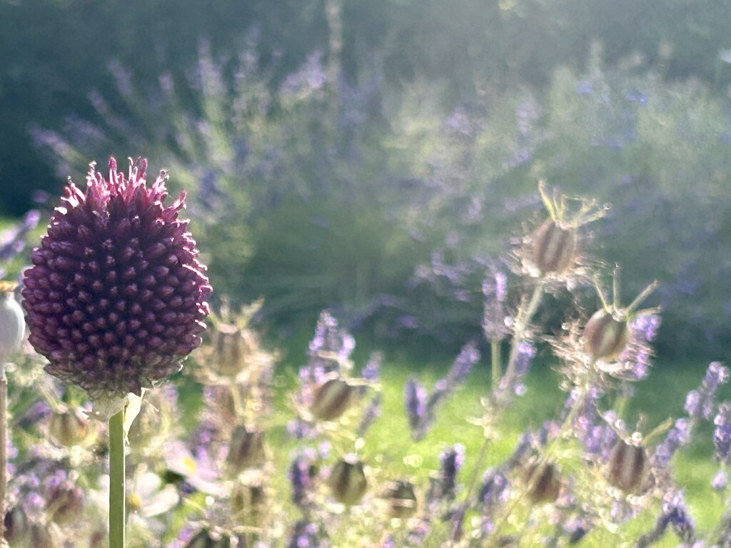 Bristol Onion  by phil_sandford