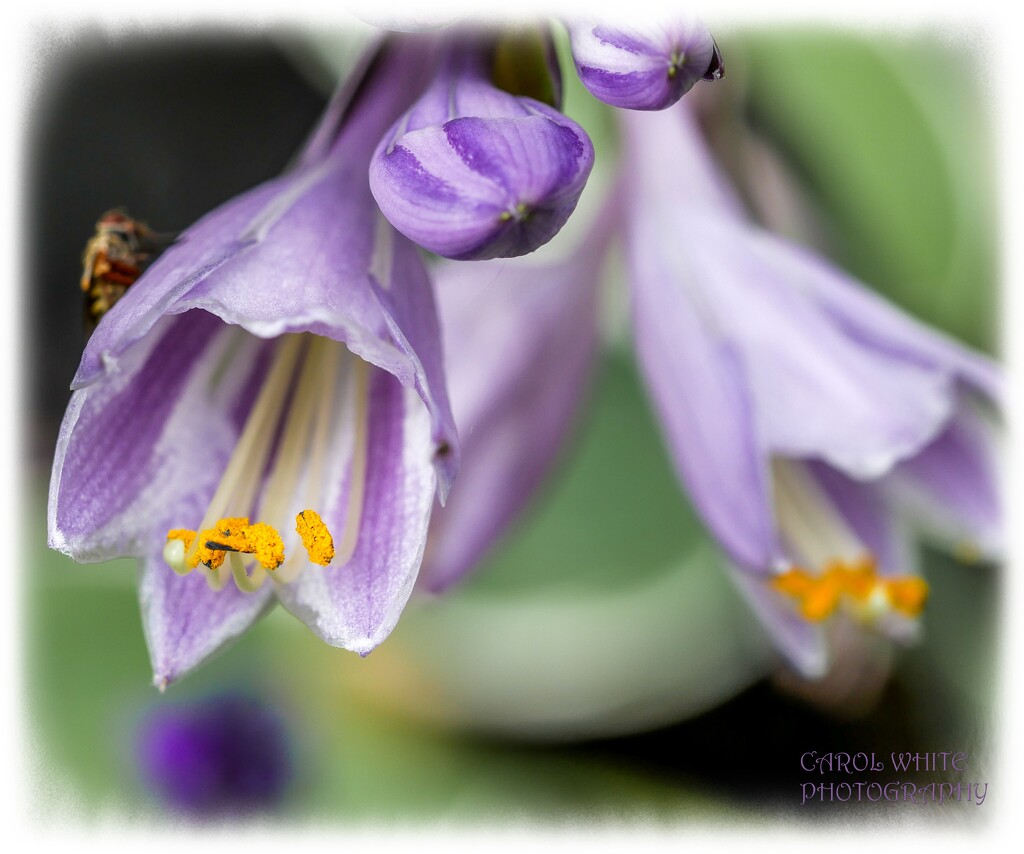 Hosta Flowers And Photobomber by carolmw