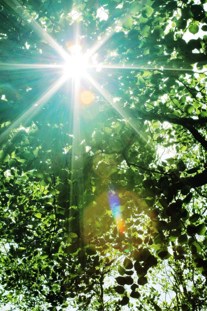 Sun Flare with Little Rainbow by juliedduncan