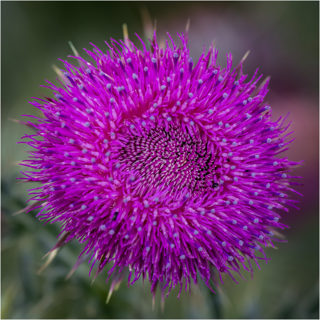 Another Thistle by clifford