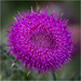 Another Thistle