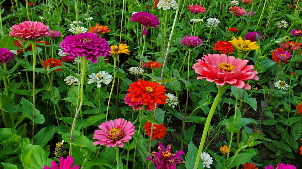 Zinnias in Bloom by alophoto