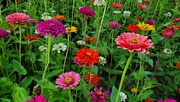 18th Jul 2024 - Zinnias in Bloom